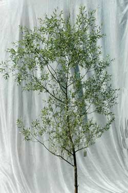 Salix alba Sericea. Opbygningsbeskåret. Foto 2005