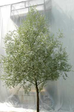 Salix alba Sericea. Ubeskåret. Foto 2005