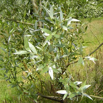 Salix alba Sericea. Løv. Foto 2005