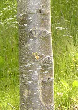 Tilia cordata. Bark. Foto 2005