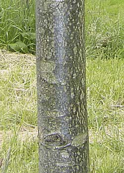 Tilia europaea Hybrid Odin. Bark. Foto 2005