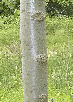 Tilia platyphyllos Rubra. Bark. Foto 2005