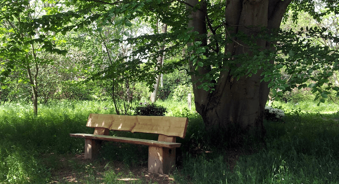 Bench in nature