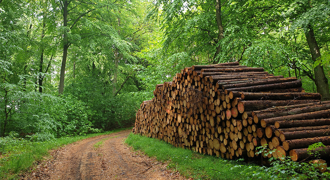 Skovdyrkning, Træer og Bioressourcer-Foto Thomas Nord-Larsen
