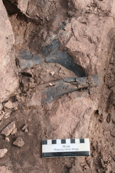 Dele af de porøse phytosauer-knogler fundet i de murstenshårde jordlag i Jameson Land. Foto: Projektgruppen.