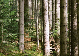 Institut for Geovidenskab og Naturforvaltning gennemførte i 2013 en undersøgelse for Naturstyrelsen for at vurdere, hvor meget dansk skovbrug ville kunne bidrage til en grøn omstilling mod en biobaseret økonomi.