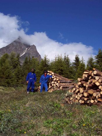 Første tømmerhugst på Grønland. Ole og Jonas fra Nanortalik kommune blev de første grønlandske skovhuggere. Kuussuaq Skoven.