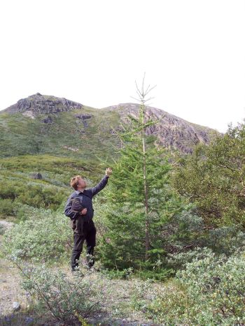 Sibirisk lærk (Larix sibirica var. sukaczewii), plantet 1998. Det Grønlandske Arboret.