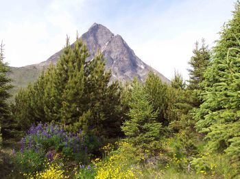 Contortafyr (Pinus contorta), proveniens: Haines, Alaska, USA, plantet 1984. Kuussuaq Skoven.