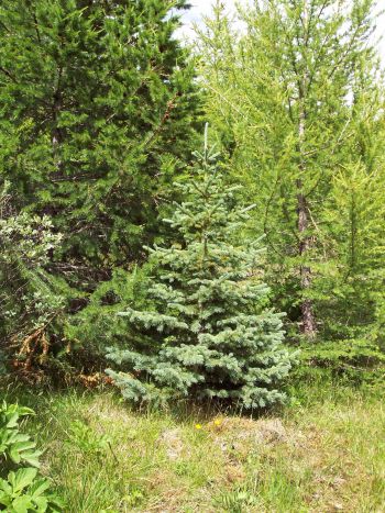 Fig.13: Contortafyr (Pinus contorta), proveniens: Haines, Alaska, USA, plantet 1984. Kuussuaq Skoven. Foto: Rasmus Christensen, juni 2004