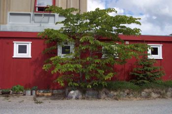 Storbladet elm (Ulmus glabra) i Iscentralens have i Narsarsuaq.