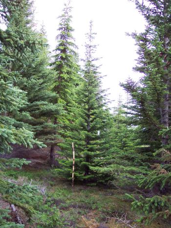Abies lasiocarpa from 1982 in The “Kuussuaq” forest, The Tasermiut fiord.
