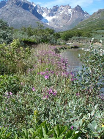 Shrub consisting of Gray-leaf willow (Salix glauca) and fireweed (Chamaenerion latifolium), The Qingua valley.