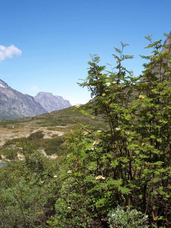 Greenland mountain-ash (Sorbus groenlandica), “Klosterdalen” valley, The Tasermiut fiord.