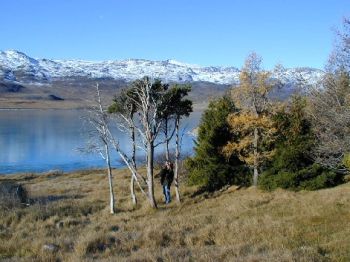 Rosenvinge's trees in Qanasiassat, 4 Scots pine (Pinus sylvestris), from north Norway on a 5 m hump, sown by the botanist Rosenvinge in 1892.