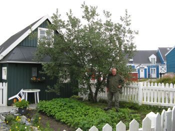 Felt-leaf willow (Salix alaxensis), "Kaneq" in Erik Petersen's garden, planted 1995 - the proud owner in front.