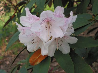 Rhododendron alutaceum