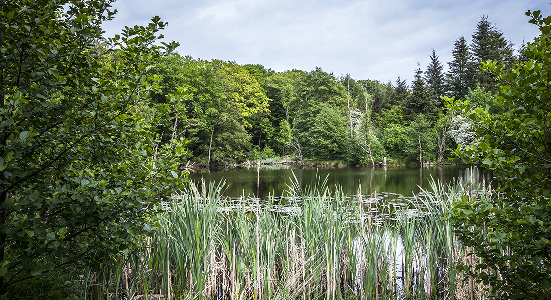 Om Arboretet. Foto Kent Pørksen