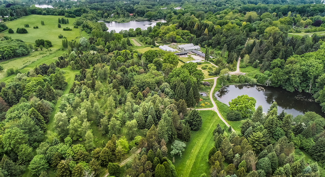 The Arboretum in Hørsholm-guided tour