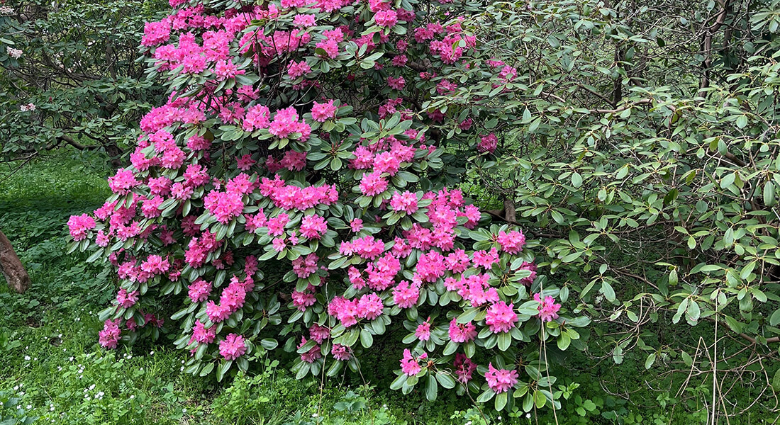 Blomstrende busk. Foto: Københavns Universitet