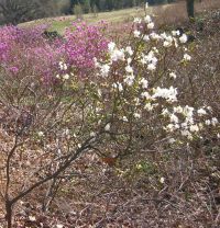 Rhododendron dauricum