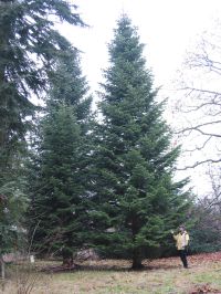 Abies nordmanniana ssp. equi-trojani 