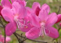Rhododendron albrechtii
