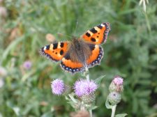 Aglais urticae - Nældens takvinge