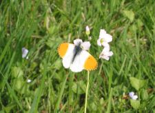 Anthocharis cardamines - Orange Tip