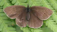 Aphantopus hyperantus - Ringlet