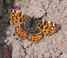 Araschnia levana - Map butterfly (spring generation)