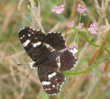 Araschnia levana - Map butterfly (summer generation)