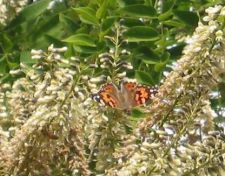 Cynthia cardui - Painted Lady