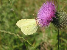 Gonepteryx rhamni - Brimstone