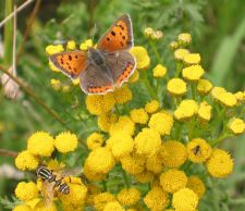 Lycaena phlaeas - Lille ildfugl