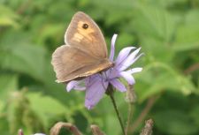 Maniola jurtina - Meadow brown