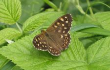 Pararge aegeria - Speckled Wood