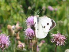 Pieris brassicae - Stor kålsommerfugl