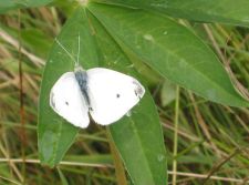 Pieris rapae - Lille kålsommerfugl