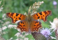 Polygonia c-album - Det hvide C