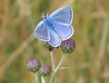 Polyommatus icarus - Common Blue