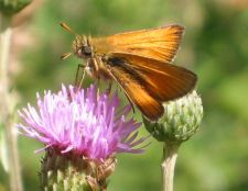 Thymelicus lineola - Stregbredpande