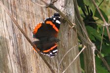 Vanessa atalanta - Admiral