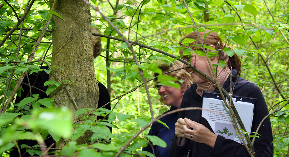 Forest Genetics and Diversity