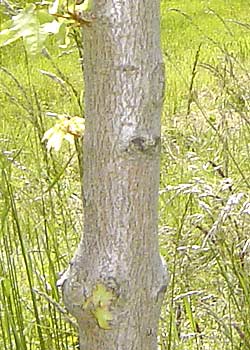 Acer campestre Elsrijk. Bark. Foto: 2005