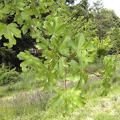 Acer campestre Elsrijk. Løv. Foto: 2005