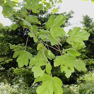 Acer canpestre. Løv. Foto: 2005