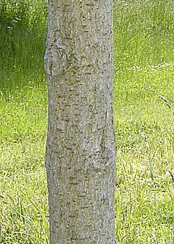 Acer Negundo. Bark. Foto: 2005