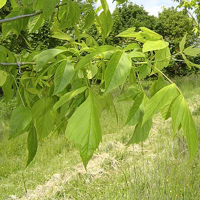 Acer Negundo. Løv. Foto: 2005