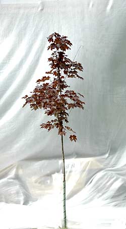 Acer platanoides Faassen's Black. Opbygningsbeskåret. Foto 2005